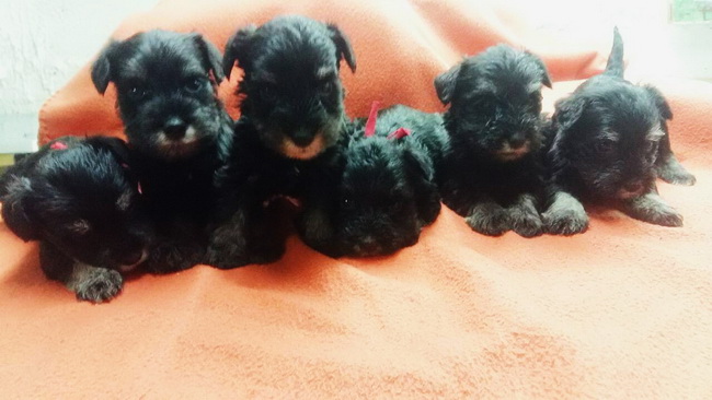 miniature schnauzer patuljasti snaucer
