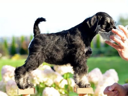 miniature schnauzer patuljasti snaucer
