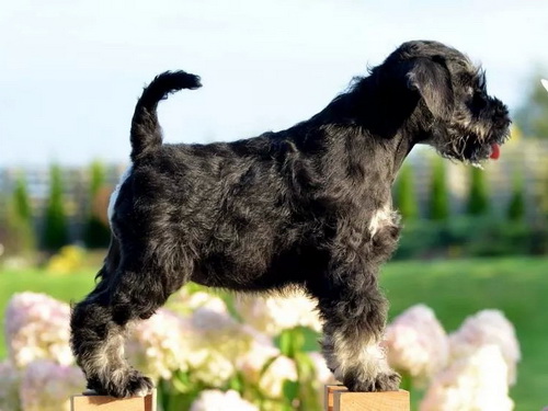 miniature schnauzer patuljasti snaucer