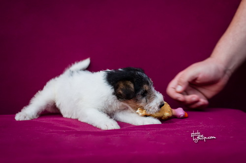 fox terrier - foks terijer