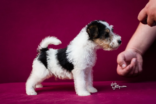 fox terrier - foks terijer