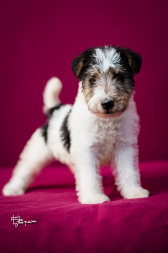fox terrier - foks terijer