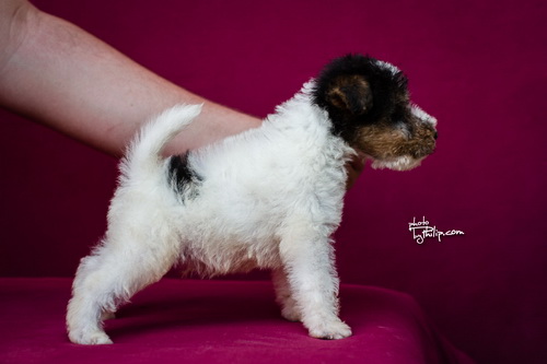 fox terrier - foks terijer