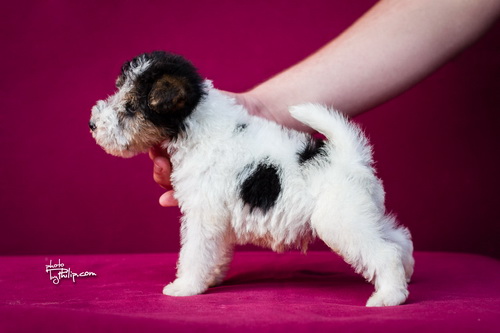 fox terrier - foks terijer