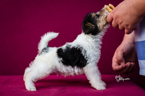 fox terrier - foks terijer