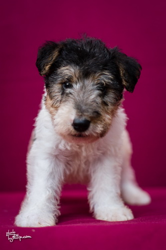 fox terrier - foks terijer