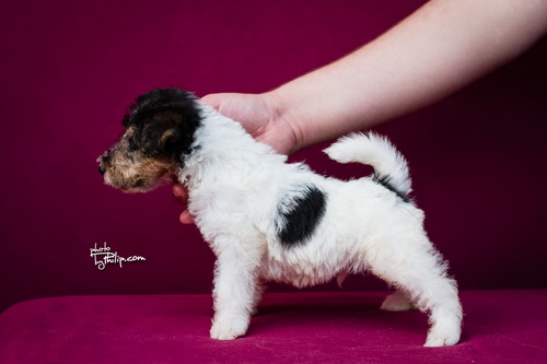 fox terrier - foks terijer
