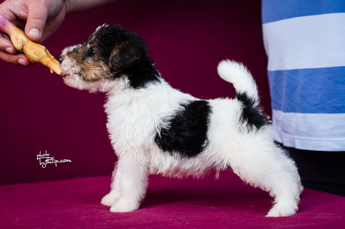 fox terrier - foks terijer