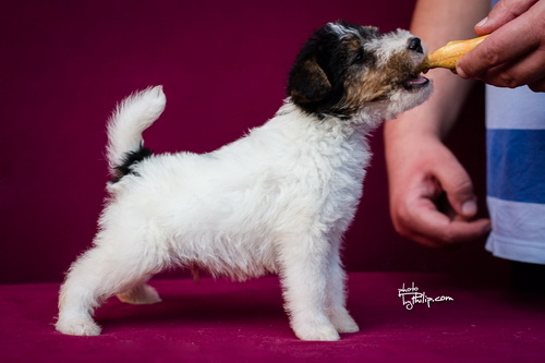 fox terrier - foks terijer