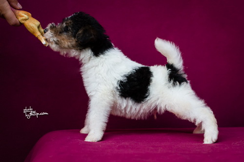 fox terrier - foks terijer