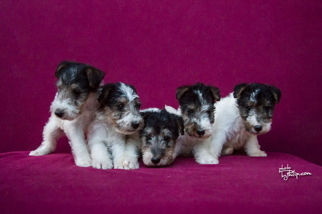 fox terrier - foks terijer