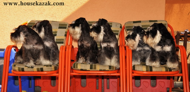 Patuljasti šnaucer Miniature schnauzer