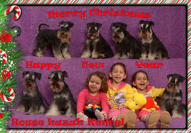 miniature schnauzer patuljasti snaucer