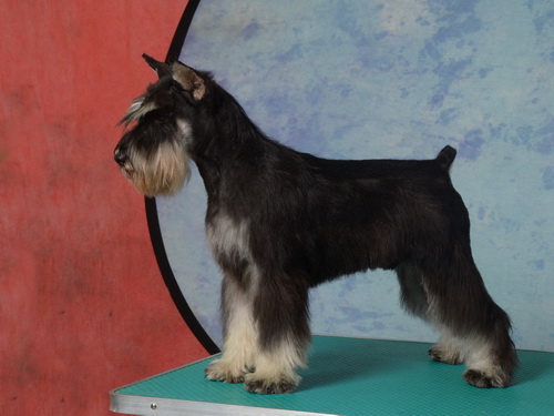 House Kazak Prince