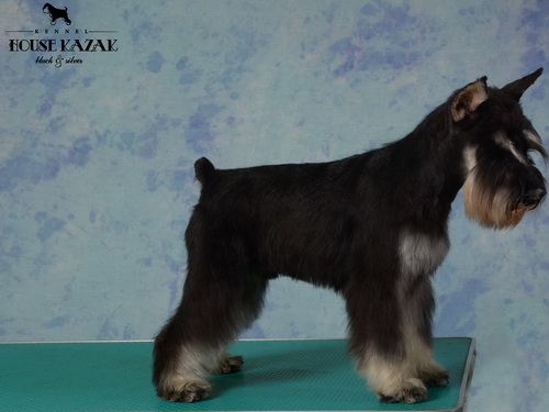 House Kazak Prince
