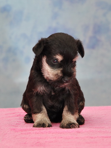miniature schnauzer patuljasti snaucer