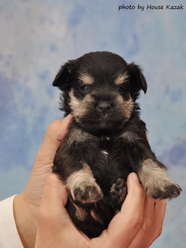 miniature schnauzer patuljasti snaucer