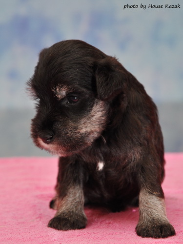 miniature schnauzer patuljasti snaucer