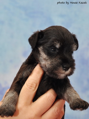 miniature schnauzer patuljasti snaucer