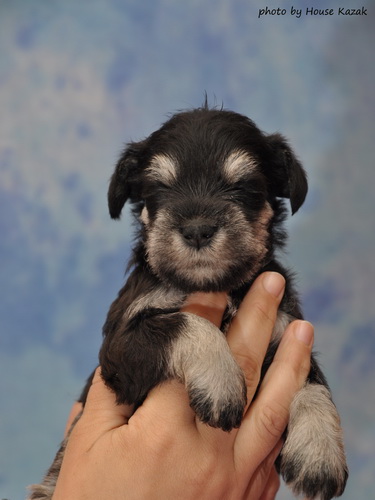 miniature schnauzer patuljasti snaucer