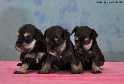 miniature schnauzer patuljasti snaucer