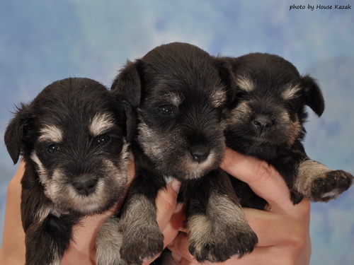 miniature schnauzer patuljasti snaucer