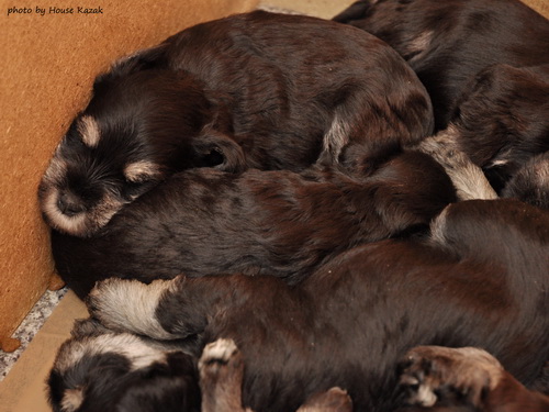 miniature schnauzer patuljasti snaucer