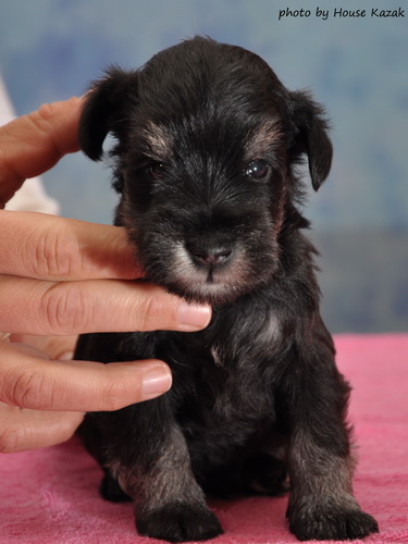 miniature schnauzer patuljasti snaucer