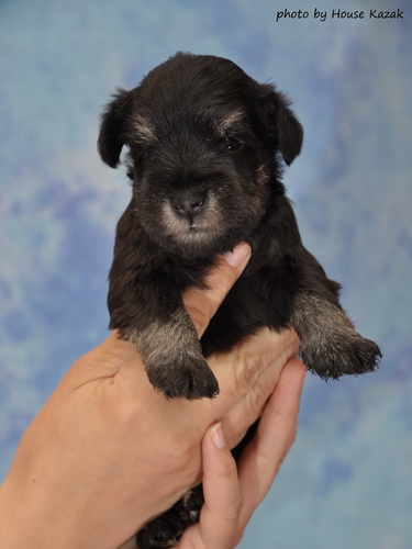miniature schnauzer patuljasti snaucer