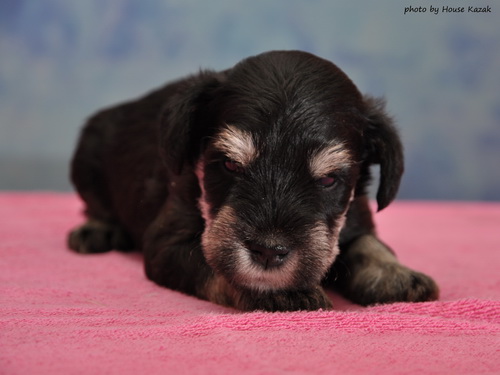 miniature schnauzer patuljasti snaucer