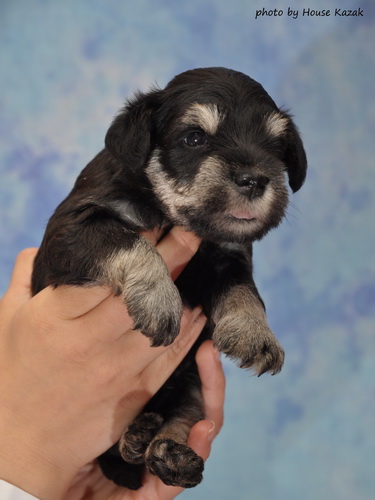 miniature schnauzer patuljasti snaucer