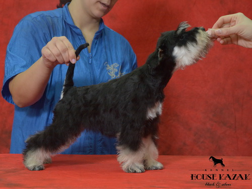 miniature schnauzer patuljasti snaucer