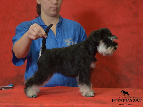 miniature schnauzer patuljasti snaucer