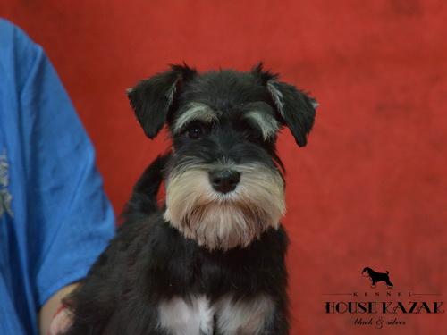 miniature schnauzer patuljasti snaucer