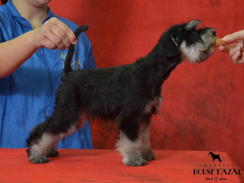 miniature schnauzer patuljasti snaucer