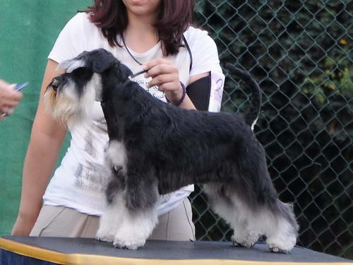 House Kazak miniature schnauzer patuljasti snaucer