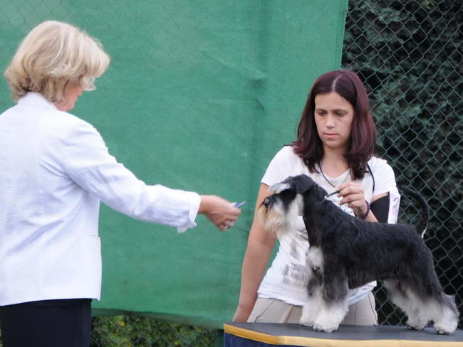 House Kazak miniature schnauzer patuljasti snaucer