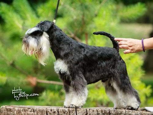 House Kazak miniature schnauzer patuljasti snaucer