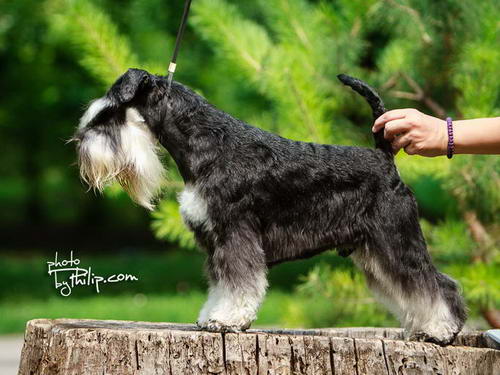 House Kazak miniature schnauzer patuljasti snaucer