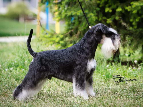 House Kazak miniature schnauzer patuljasti snaucer
