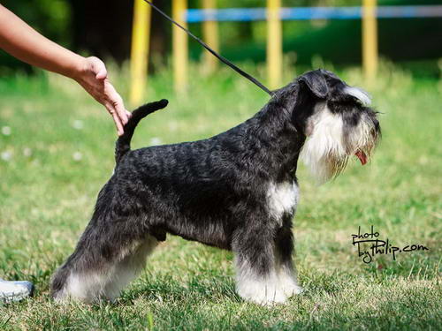 House Kazak miniature schnauzer patuljasti snaucer