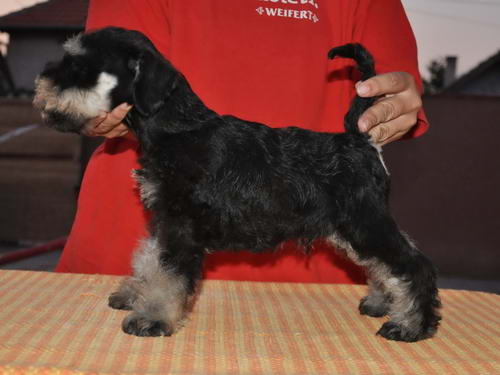miniature schnauzer patuljasti snaucer
