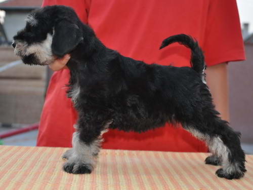 miniature schnauzer patuljasti snaucer