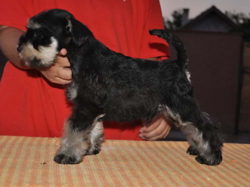 miniature schnauzer patuljasti snaucer