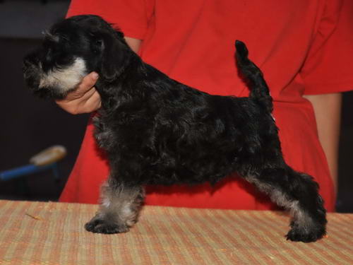 miniature schnaure patuljasti snaucer