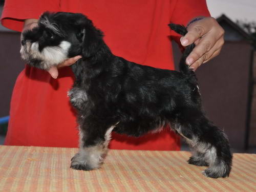 miniature schnauzer patuljasti snaucer