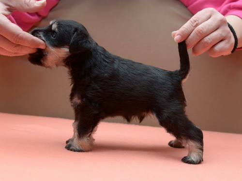 miniature schnauzer patuljasti snaucer