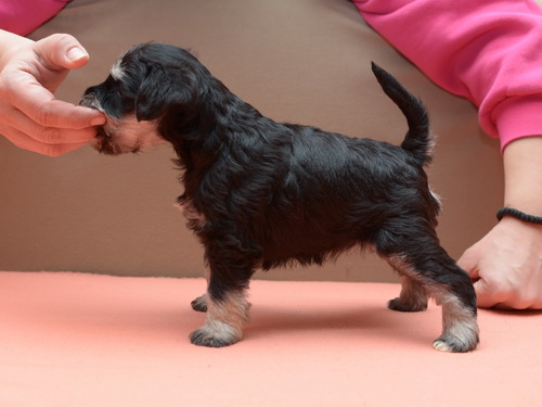 miniature schnauzer patuljasti snaucer