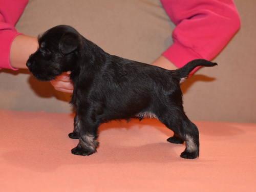 miniature schnauzer patuljasti snaucer
