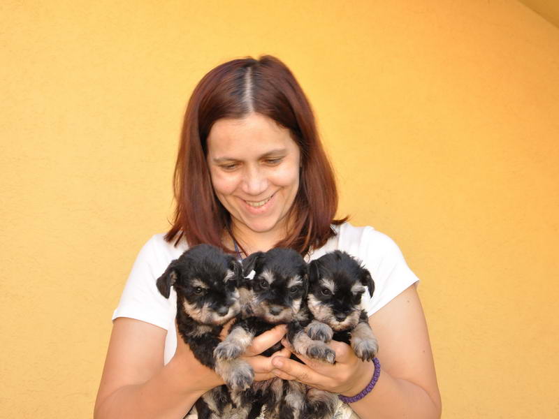 miniature schnauzer patuljasti snaucer